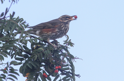 Redwing, 's-Gravenland, Capelle aan den IJssel, Nederland, photo 7 of 10