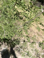 Vachellia farnesiana