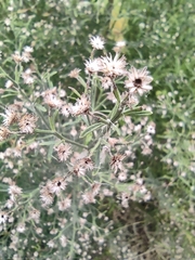 Baccharis salicina
