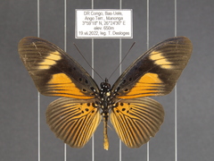 Pseudacraea eurytus eurytus