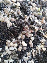 Sedum brevifolium
