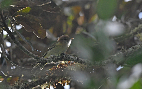 Rufous-naped Greenlet (Pachysylvia semibrunnea), photo 6