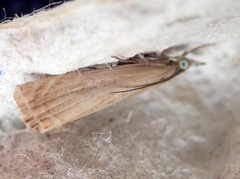 Chrysoteuchia culmella
