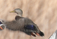 Anas rubripes × platyrhynchos