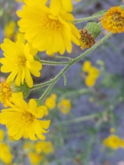 Rayjacksonia phyllocephala