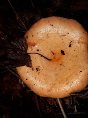 Lactarius salmonicolor