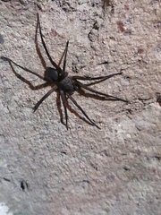 Kukulcania hibernalis