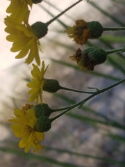 Rayjacksonia phyllocephala