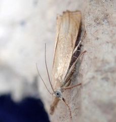 Chrysoteuchia culmella