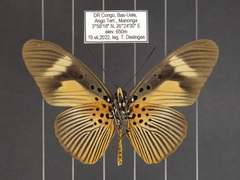 Pseudacraea eurytus eurytus
