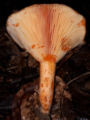 Lactarius salmonicolor