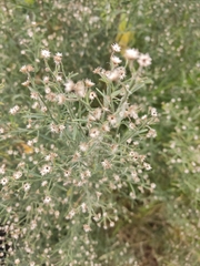 Baccharis salicina