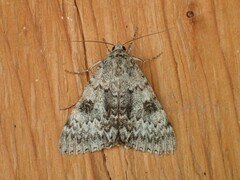 Catocala semirelicta