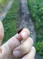 Anabolia
