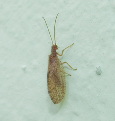 Micromus angulatus