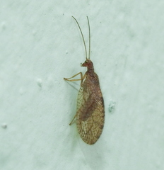 Micromus angulatus