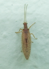Micromus angulatus