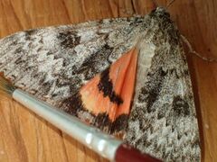 Catocala semirelicta