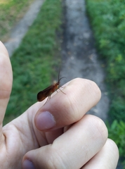 Anabolia