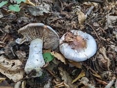 Cortinarius praestans