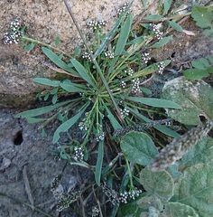 Corrigiola litoralis