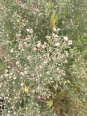 Baccharis salicina