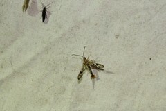 Synanthedon acerni