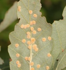 Janetia cerris