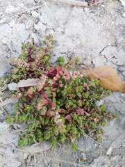 Illecebrum verticillatum