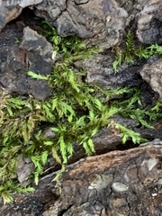 Ctenidium molluscum