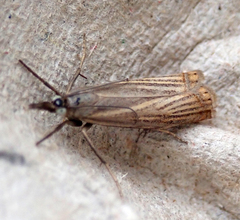 Chrysoteuchia culmella