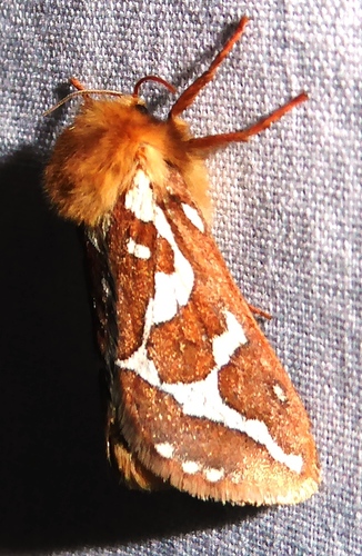 Gazoryctra pulcher