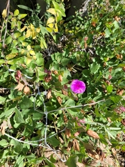 Mirabilis multiflora