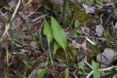 Cynoglossum officinale