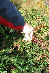 Persicaria extremiorientalis