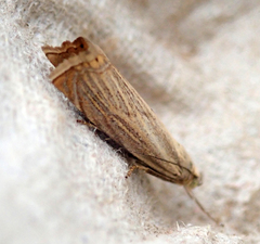 Chrysoteuchia culmella