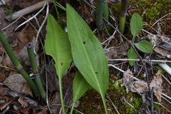 Cynoglossum officinale