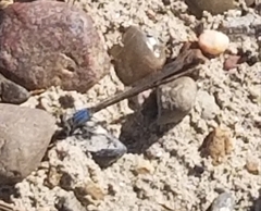 Argia apicalis