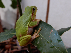 Hyla intermedia perrini