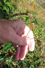 Persicaria extremiorientalis
