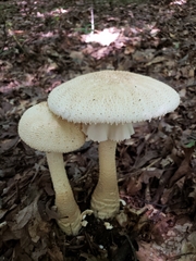 Amanita rhopalopus