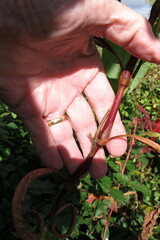 Persicaria extremiorientalis