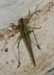 Conocephalus maculatus