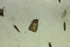Eriopygini
