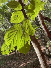 Styracaceae