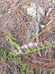Liatris secunda
