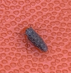 Deltocephalini