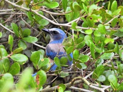 Aphelocoma coerulescens