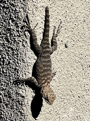 Sceloporus orcutti