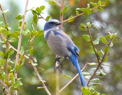 Aphelocoma coerulescens